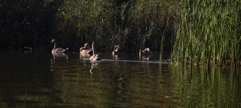 Swans on the water by the Riv River