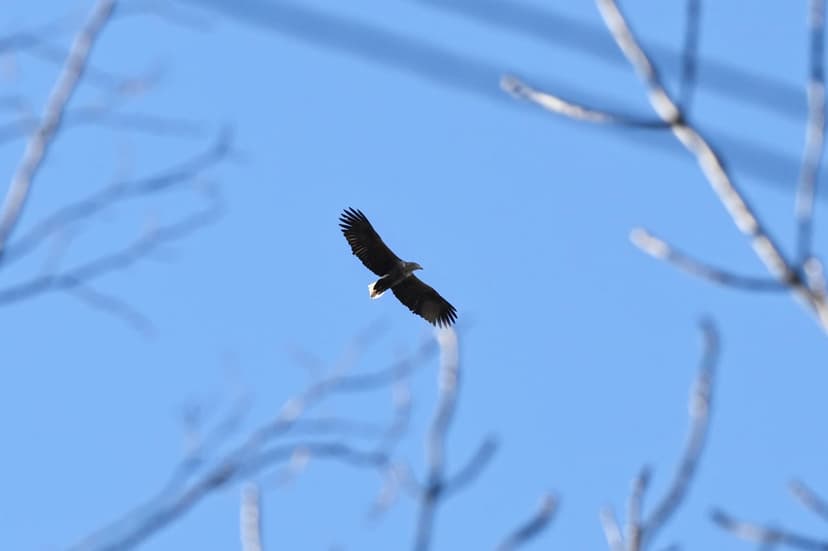 Bird in flight over the Riv River