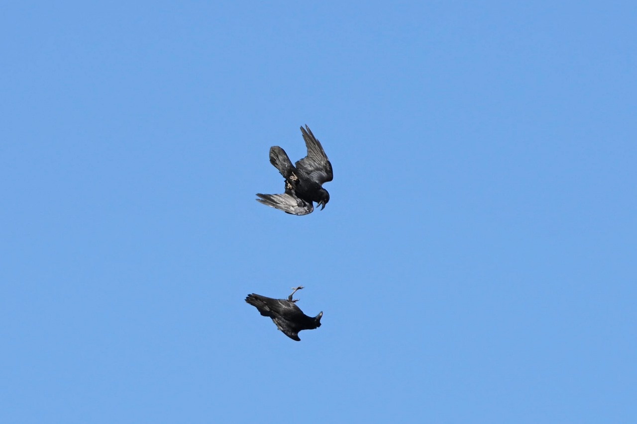 Ptakha Camp — фото 1